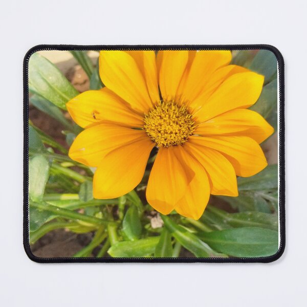 Item preview, Beautiful gazania designed and sold by Priyanka Rishi.