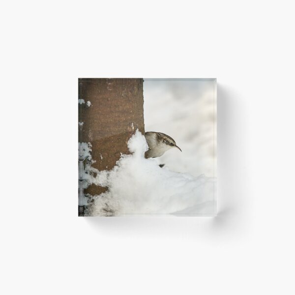 Item preview, What is there. Eurasian treecreeper designed and sold by Jouko Lehto Photography.