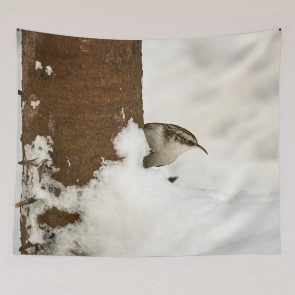 Item preview, What is there. Eurasian treecreeper designed and sold by Jouko Lehto Photography.