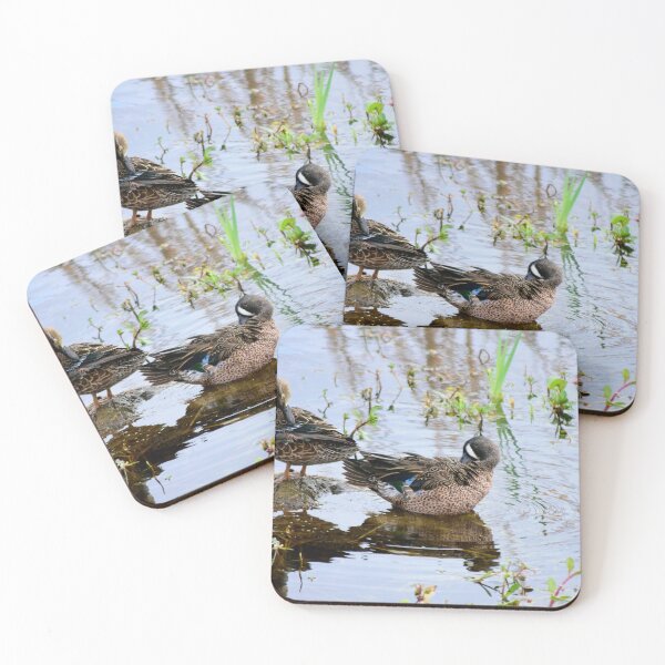 Item preview, Orlando Wetlands Park Blue-Winged Teal designed and sold by MercerImages.