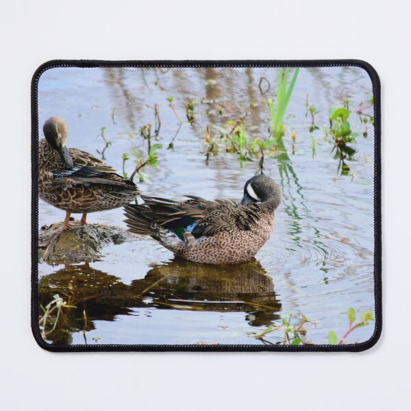 Item preview, Orlando Wetlands Park Blue-Winged Teal designed and sold by MercerImages.