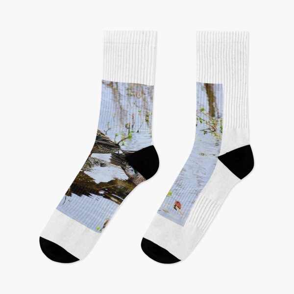 Item preview, Orlando Wetlands Park Blue-Winged Teal designed and sold by MercerImages.