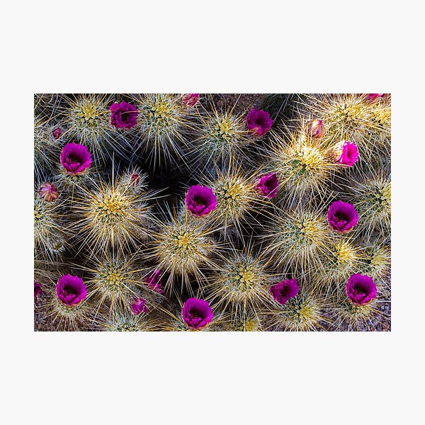 Blooming Cactus Photographic Print