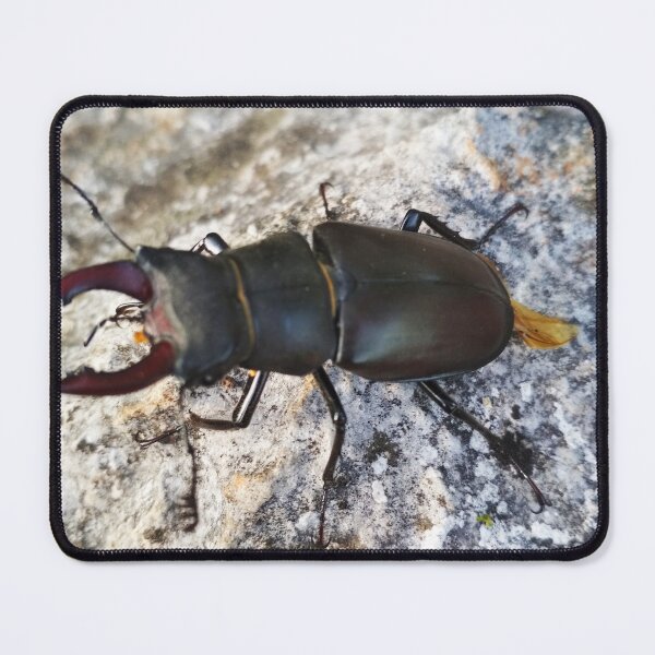Item preview, Rihno Bug Lucanus cervus weird Hirschkäfer designed and sold by PokaYoke.