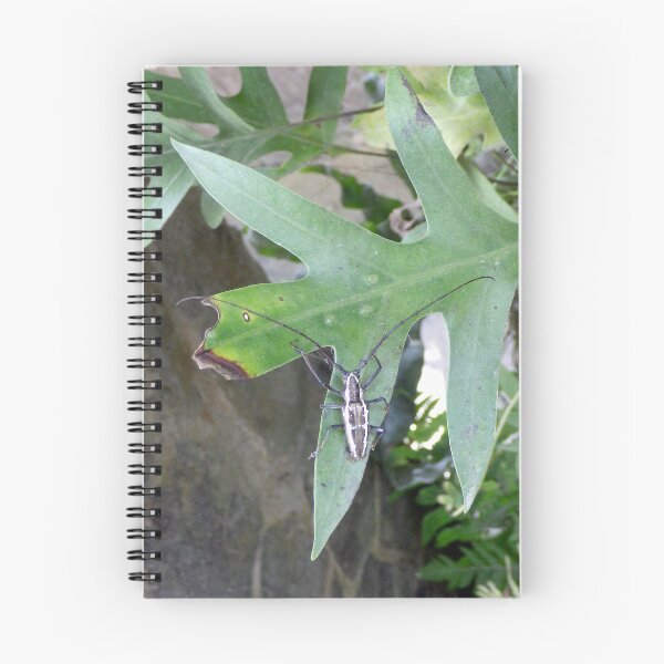 Item preview, Ficus Longhorn Beetle in Tagaytay, Philippines designed and sold by The Botanical Jason.