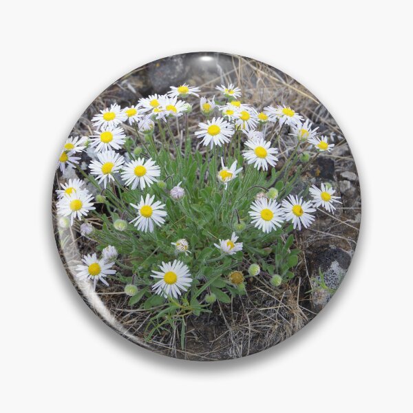 Item preview, Purple Cushion Fleabane in Eastern Washington designed and sold by The Botanical Jason.