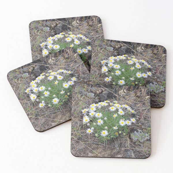 Item preview, Purple Cushion Fleabane in Eastern Washington designed and sold by The Botanical Jason.