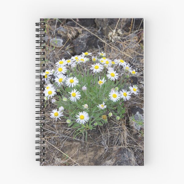 Item preview, Purple Cushion Fleabane in Eastern Washington designed and sold by The Botanical Jason.