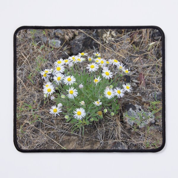 Item preview, Purple Cushion Fleabane in Eastern Washington designed and sold by The Botanical Jason.