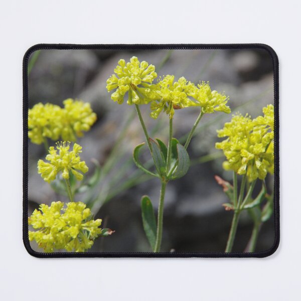 Item preview, Rock Buckwheat in Eastern Washington designed and sold by The Botanical Jason.