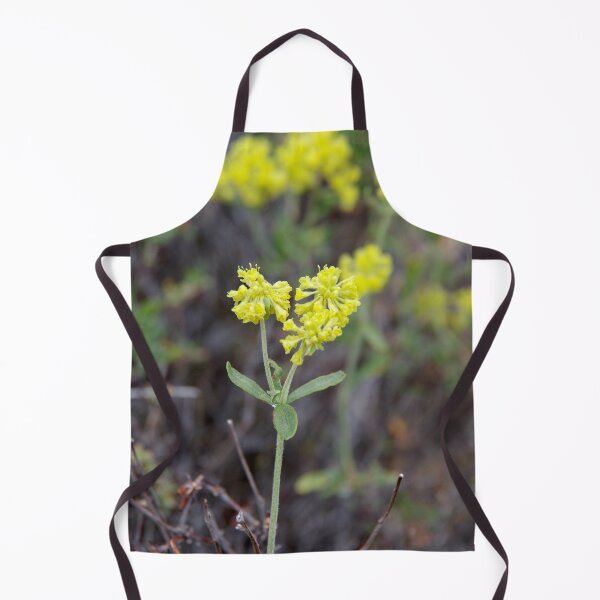 Item preview, Rock Buckwheat in Eastern Washington designed and sold by The Botanical Jason.