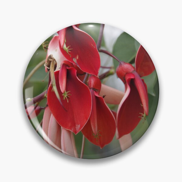 Item preview, Cockspur Coral Tree In Baguio City, Philippines designed and sold by The Botanical Jason.