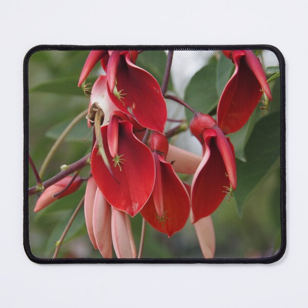 Item preview, Cockspur Coral Tree In Baguio City, Philippines designed and sold by The Botanical Jason.