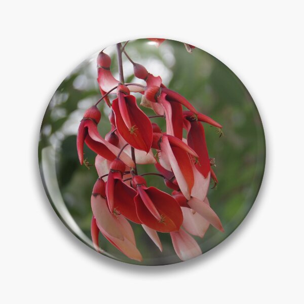 Item preview, Cockspur Coral Tree In Baguio City, Philippines designed and sold by The Botanical Jason.