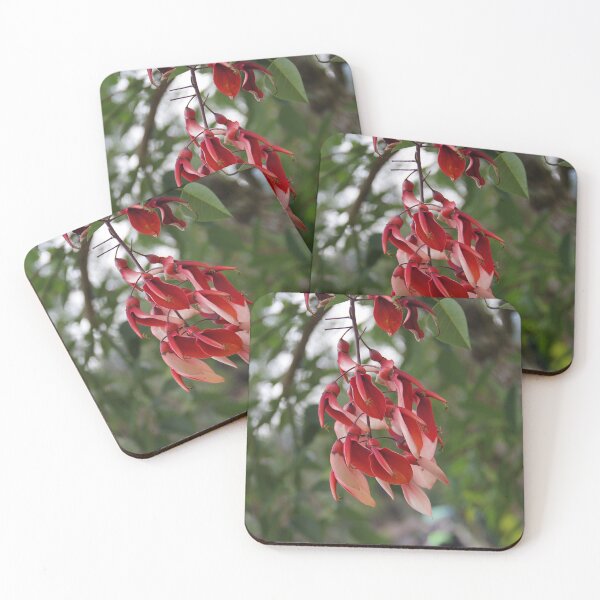 Item preview, Cockspur Coral Tree In Baguio City, Philippines designed and sold by The Botanical Jason.