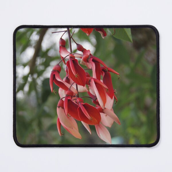 Item preview, Cockspur Coral Tree In Baguio City, Philippines designed and sold by The Botanical Jason.