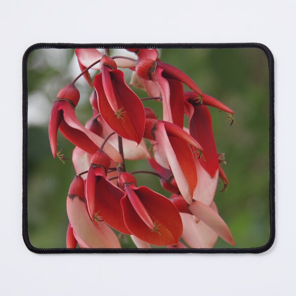 Item preview, Cockspur Coral Tree In Baguio City, Philippines designed and sold by The Botanical Jason.