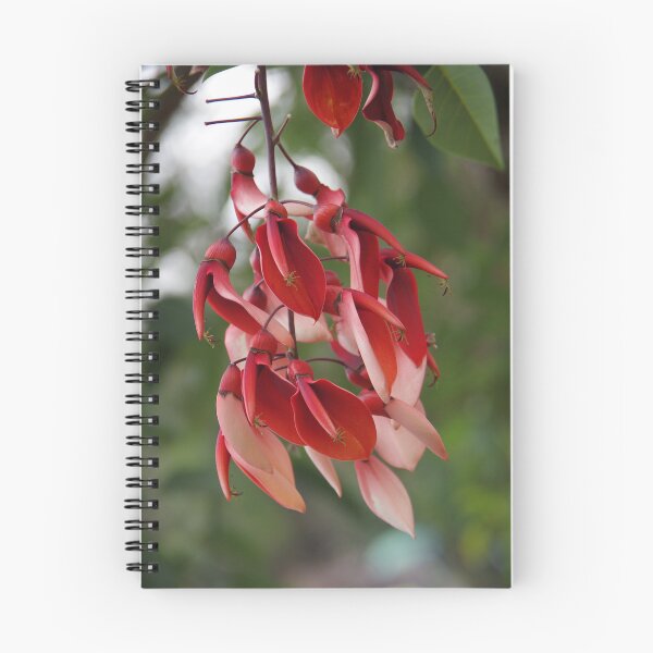 Item preview, Cockspur Coral Tree In Baguio City, Philippines designed and sold by The Botanical Jason.