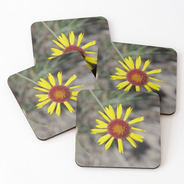 Item preview, Common Blanketflower in Eastern Washington designed and sold by The Botanical Jason.