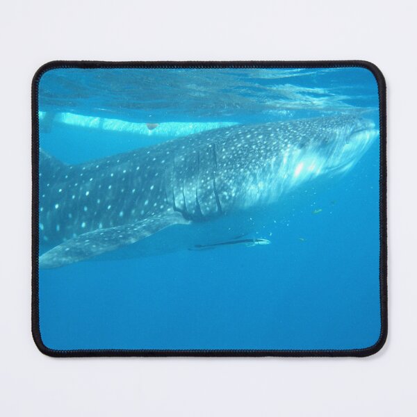 Item preview, Whale Shark in Oslob Cebu Philippines designed and sold by The Botanical Jason.