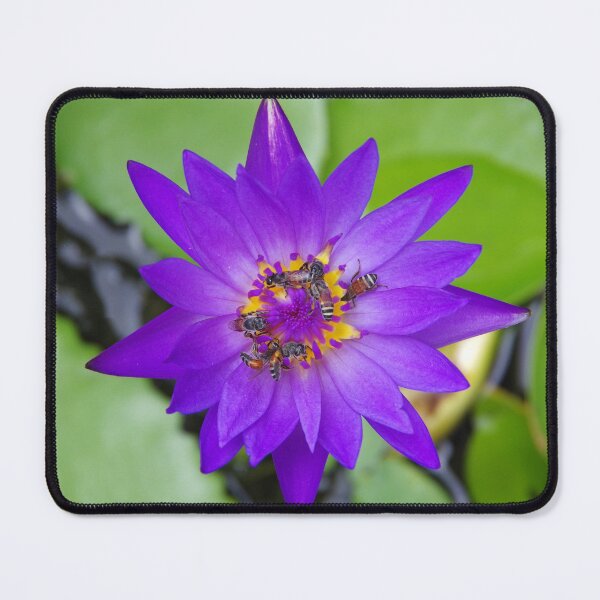 Item preview, Bees Pollinating a Waterlily in Bangkok Thailand designed and sold by The Botanical Jason.