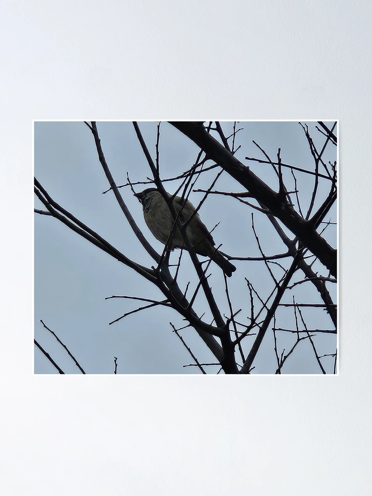 Thumbnail 1 of 3, Poster, Bird In A Tree designed and sold by SMILE by Kira.
