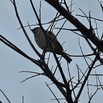 Artwork thumbnail, Bird In A Tree by SMILE by Kira