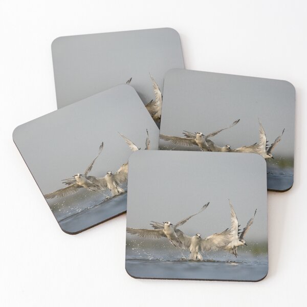 Item preview, Whisker Terns Dive: A dive together designed and sold by abhibagaria.