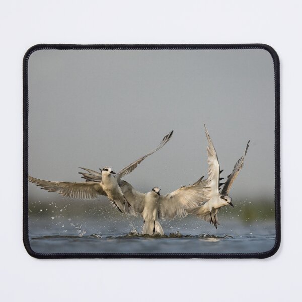Item preview, Whisker Terns Dive: A dive together designed and sold by abhibagaria.