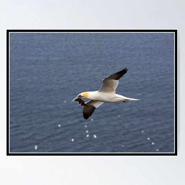 Item preview, Gannet in Flight! designed and sold by Shaun Whiteman.