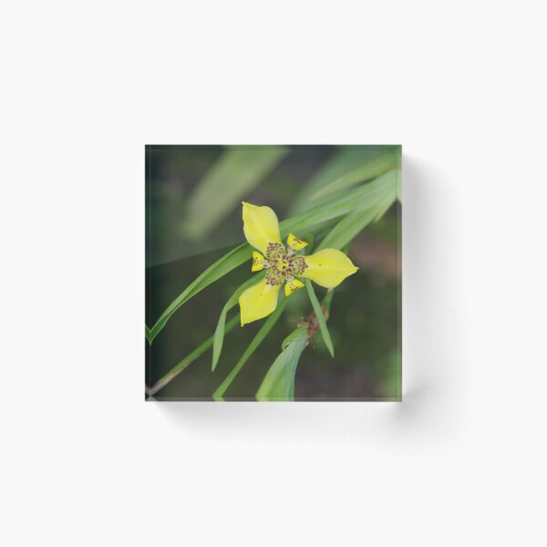 Item preview, Yellow Walking Iris in Bali, Indonesia designed and sold by The Botanical Jason.