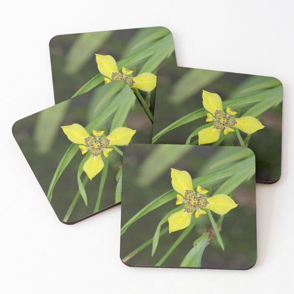 Item preview, Yellow Walking Iris in Bali, Indonesia designed and sold by The Botanical Jason.