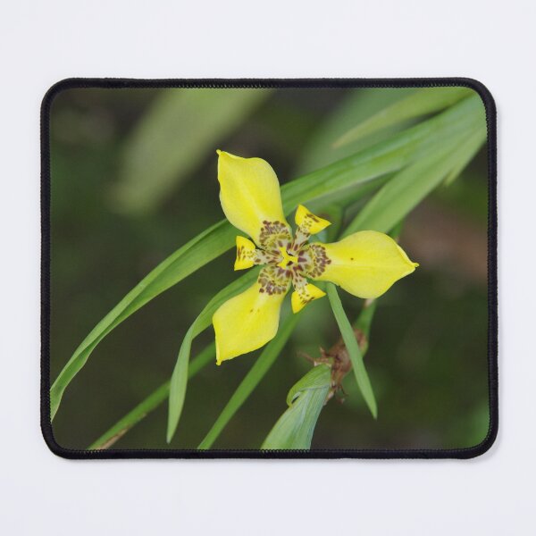Item preview, Yellow Walking Iris in Bali, Indonesia designed and sold by The Botanical Jason.
