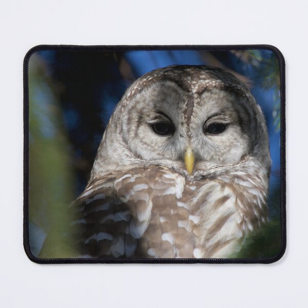 Item preview, Owl visit designed and sold by Erin LeFevre-Josephs.