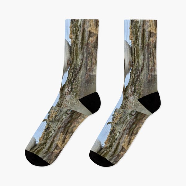 Item preview, Still for a short time. Eurasian treecreeper designed and sold by Jouko Lehto Photography.