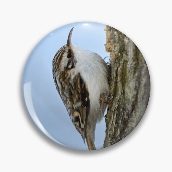 Item preview, Still for a short time. Eurasian treecreeper designed and sold by Jouko Lehto Photography.
