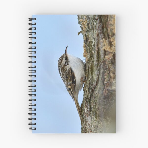 Item preview, Still for a short time. Eurasian treecreeper designed and sold by Jouko Lehto Photography.