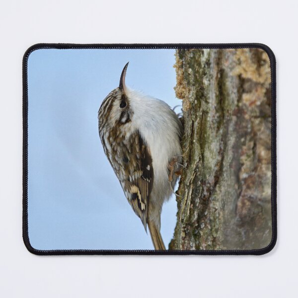 Item preview, Still for a short time. Eurasian treecreeper designed and sold by Jouko Lehto Photography.