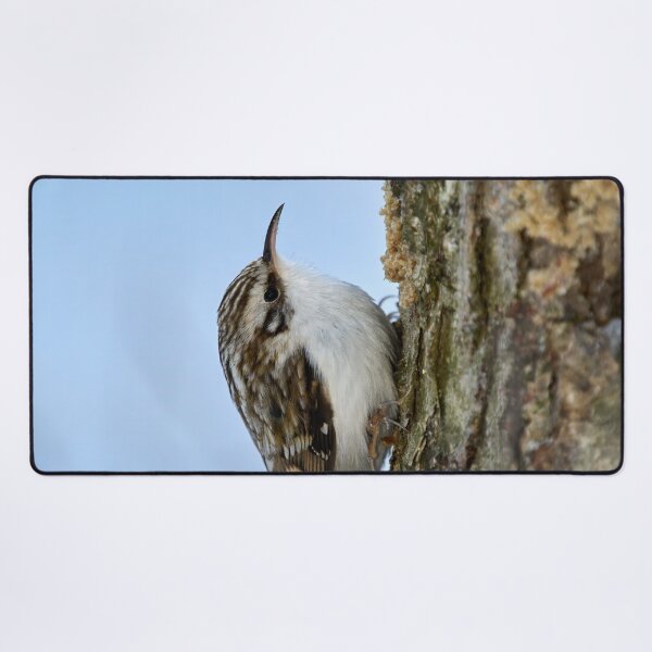 Item preview, Still for a short time. Eurasian treecreeper designed and sold by Jouko Lehto Photography.