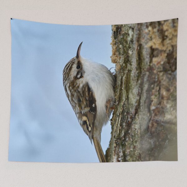 Item preview, Still for a short time. Eurasian treecreeper designed and sold by Jouko Lehto Photography.