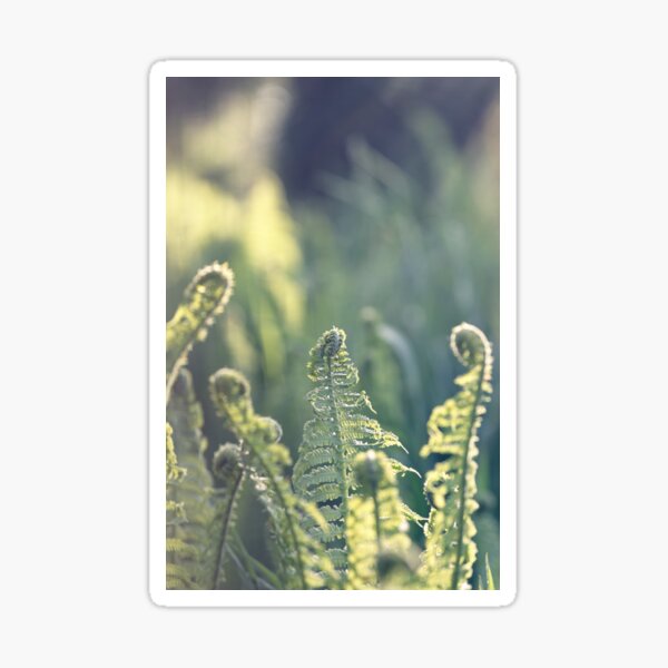 Polypodium vulgare fern close up Sticker
