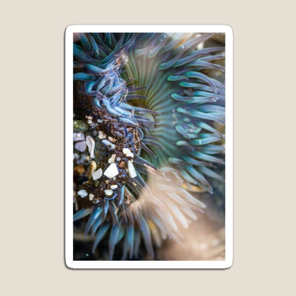 Item preview, Sea Anemone designed and sold by Kenziewenze.