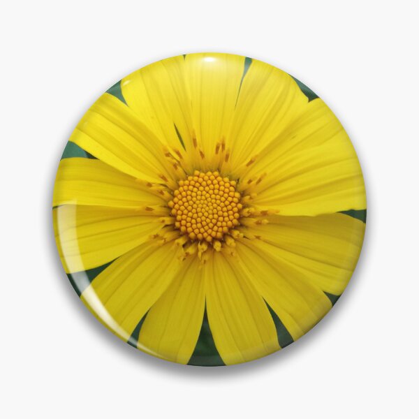 Item preview, Mexican Sunflower Growing in Baguio City, Philippines designed and sold by The Botanical Jason.