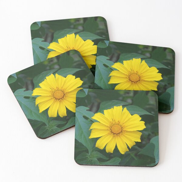 Item preview, Mexican Sunflower Growing in Baguio City, Philippines designed and sold by The Botanical Jason.