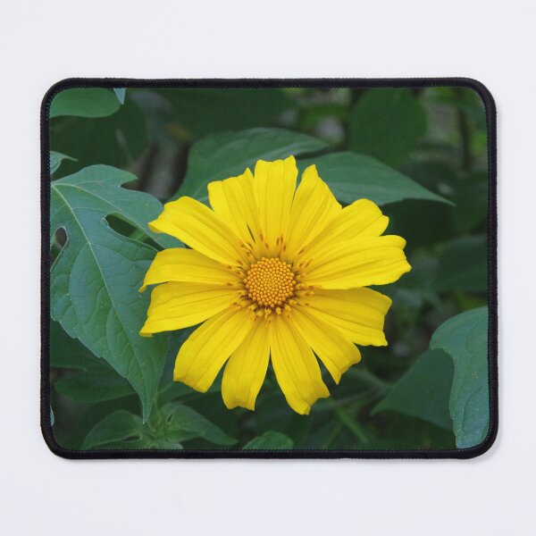 Item preview, Mexican Sunflower Growing in Baguio City, Philippines designed and sold by The Botanical Jason.