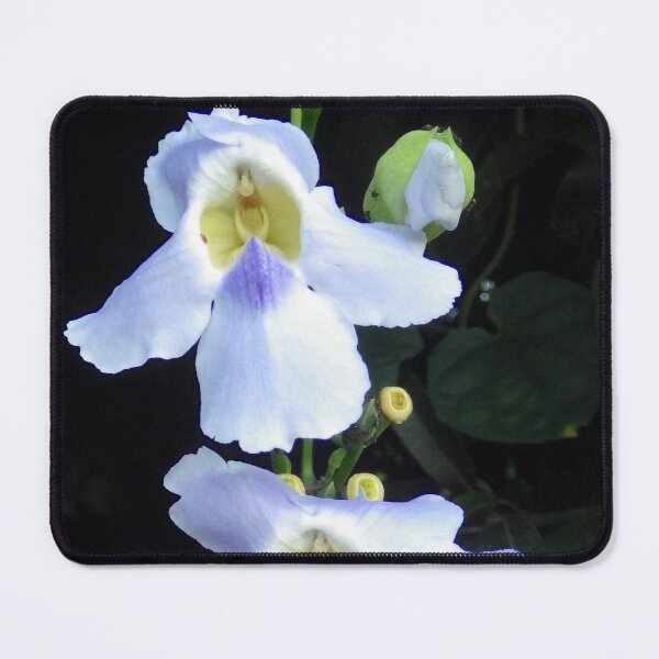 Item preview, Bengal Clockvine Flowers in Manila, Philippines designed and sold by The Botanical Jason.