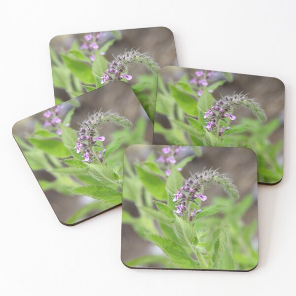 Item preview, Western Germander Flowering in Eastern Washington State designed and sold by The Botanical Jason.