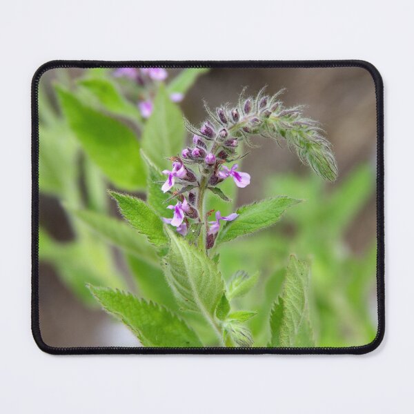 Item preview, Western Germander Flowering in Eastern Washington State designed and sold by The Botanical Jason.