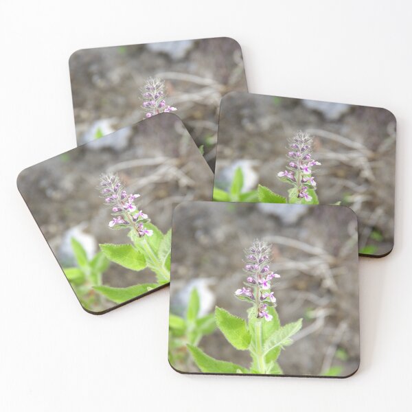 Item preview, Western Germander Flowering in Eastern Washington State designed and sold by The Botanical Jason.