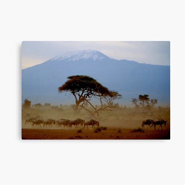 Kilimanjaro Canvas Print